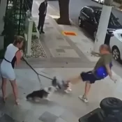 Justiça condena aposentado por agredir cães de irmã do ministro Zanin, do STF