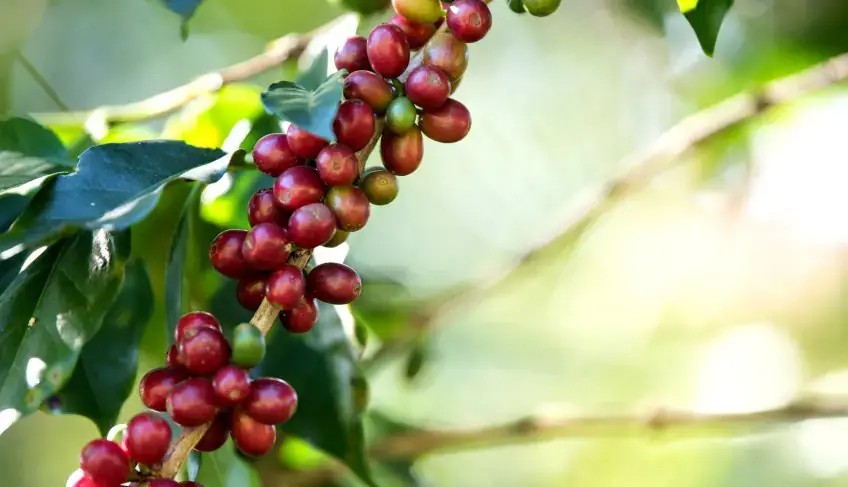 Sebrae Rio fortalece roteiros do Vale do Café na ExpoRio Turismo em Ipiabas | ASN Rio de Janeiro