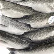 Vigilância Sanitária orienta sobre compra de pescado na Semana Santa