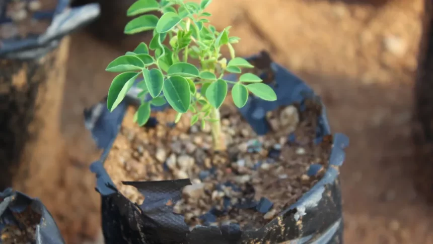 Estudo da UNESP aponta árvore "milagrosa" que remove 98% de microplásticos da água