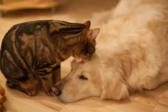 Lei define guarda compartilhada de pets; veja detalhes