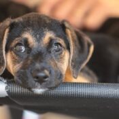 Mapa abre consulta pública sobre genéricos e similares veterinários