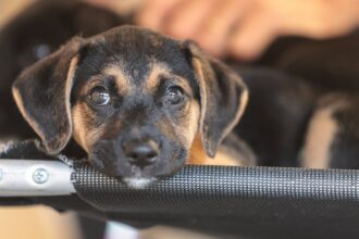 Mapa abre consulta pública sobre genéricos e similares veterinários