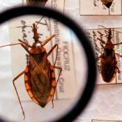 Saúde anuncia R$ 12 milhões para enfrentamento da doença de Chagas