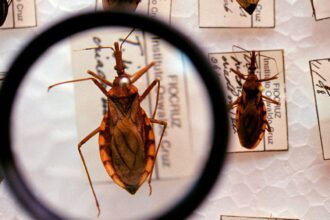 Saúde anuncia R$ 12 milhões para enfrentamento da doença de Chagas