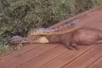 Sucuri arrasta capivara pela cabeça às margens de córrego em MS; vídeo