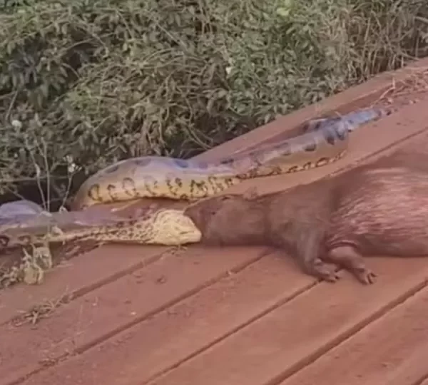 Sucuri arrasta capivara pela cabeça às margens de córrego em MS; vídeo