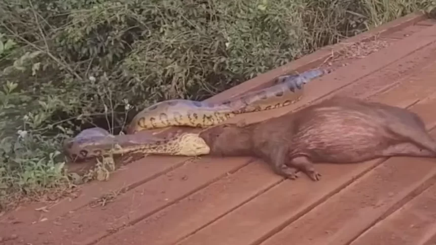 Sucuri arrasta capivara pela cabeça às margens de córrego em MS; vídeo