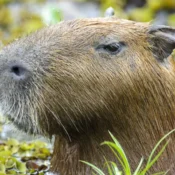 Capivara espancada no Rio é devolvida à natureza após tratamento
