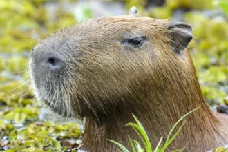 Capivara espancada no Rio é devolvida à natureza após tratamento