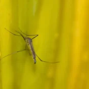 Estado de SP confirma mais duas mortes por febre amarela