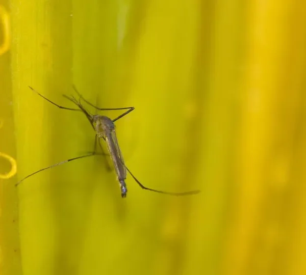 Estado de SP confirma mais duas mortes por febre amarela