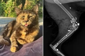 Gata é morta com 27 tiros de espingarda em SC; Polícia investiga