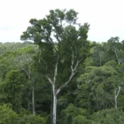 Desmate na amazônia em maio fica perto de mínima histórica