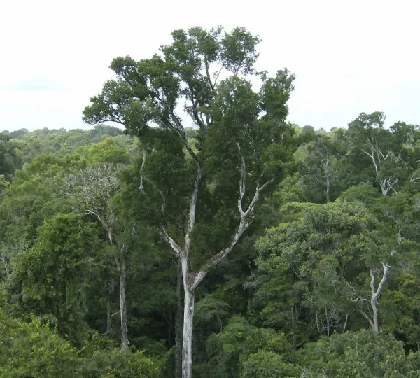 Desmate na amazônia em maio fica perto de mínima histórica