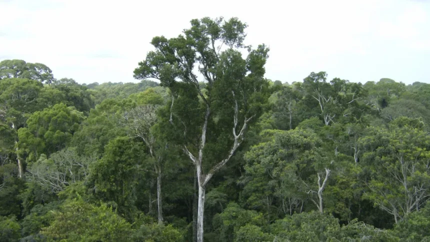 Desmate na amazônia em maio fica perto de mínima histórica