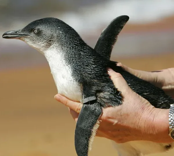 Em dois meses, 796 pinguins são encontrados mortos nas praias de Florianópolis