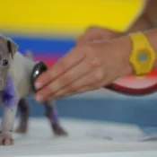 Lei torna crime exercício ilegal da medicina veterinária 