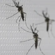 SUS suspende uso de vacina da dengue do Butantan após reações adversas