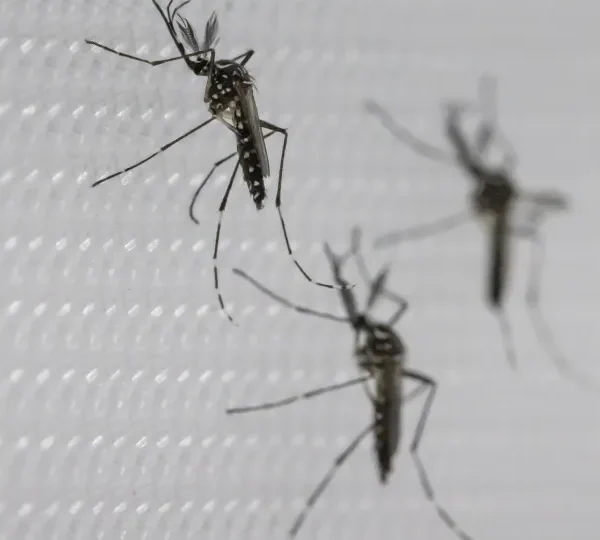 SUS suspende uso de vacina da dengue do Butantan após reações adversas